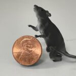 Miniature 3D printed rat included in a One Of A Kind retirement gift collage as an inside joke to the recipient.